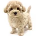 MIX(マルチーズ×トイプードル)