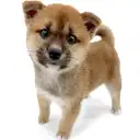 柴犬