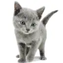 ロシアンブルー