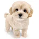 MIX（トイプードル×マルチーズ）