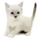 ネヴァマスカレード