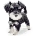 ミニチュア・シュナウザー