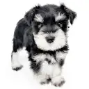 ミニチュア・シュナウザー