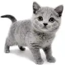 ブリティッシュショートヘア