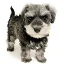 ミニチュア・シュナウザー