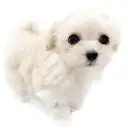 MIX（マルチーズ×トイプードル）