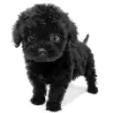 トイ・プードル