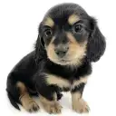 ミニチュア・ダックスフント