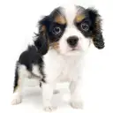 キャバリア・キングチャールズ・スパニエル
