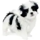 MIX（トイプードル×狆）