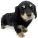 カニンヘン・ダックスフント