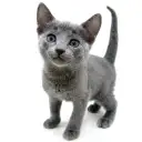 ロシアンブルー