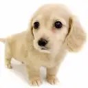 カニンヘン・ダックスフント