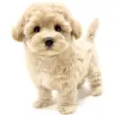 MIX（マルチーズ×トイプードル）