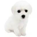 ビションフリーゼ