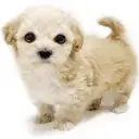 MIX（マルチーズ×トイプードル）