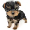 ヨークシャーテリア