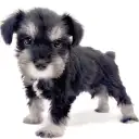 ミニチュア・シュナウザー