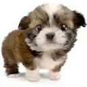 MIX(チワワ×シーズー)