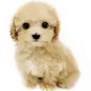 MIX（トイプードル×マルチーズ）