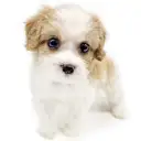 MIX（キャバリアキングチャールズスパニエル×ビションフリーゼ）