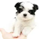 MIX(チワワ×マルチーズ)