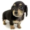 カニンヘン・ダックスフント