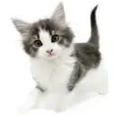 ノルウェージャンフォレストキャット