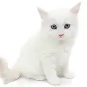 ネヴァマスカレード