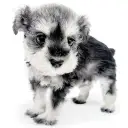 ミニチュア・シュナウザー