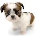 MIX（チワワ×シーズー）