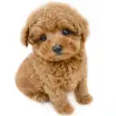 トイ・プードル