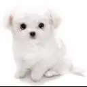 MIX（マルチーズ×チワワ）