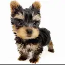 ヨークシャーテリア