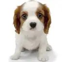 キャバリア・キングチャールズ・スパニエル