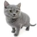 ブリティッシュショートヘア