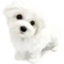 MIX(キャバリアキングチャールズスパニエル×ビションフリーゼ)