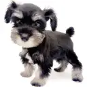 ミニチュア・シュナウザー