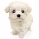 MIX（マルチーズ×トイプードル）