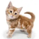 アメリカンショートヘア