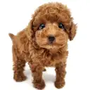 トイ・プードル