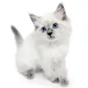 ネヴァマスカレード