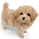 MIX(マルチーズ×トイプードル)