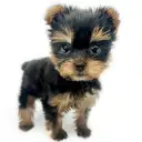 ヨークシャーテリア