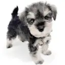 ミニチュア・シュナウザー