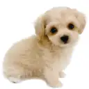 MIX（マルチーズ×トイプードル）