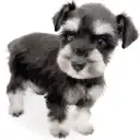 ミニチュア・シュナウザー