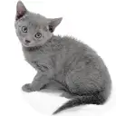 ロシアンブルー