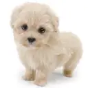 MIX(マルチーズ×トイプードル)