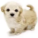 MIX（マルチーズ×トイプードル）